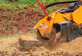 Best Storm Damage Tree Cleanup  in Star City, WV
