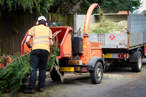 Best Tree Disease Treatment  in Star City, WV