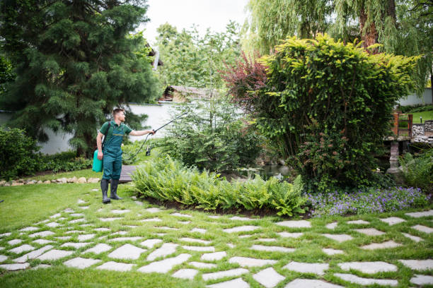 Best Lawn Drainage Solutions  in Star City, WV
