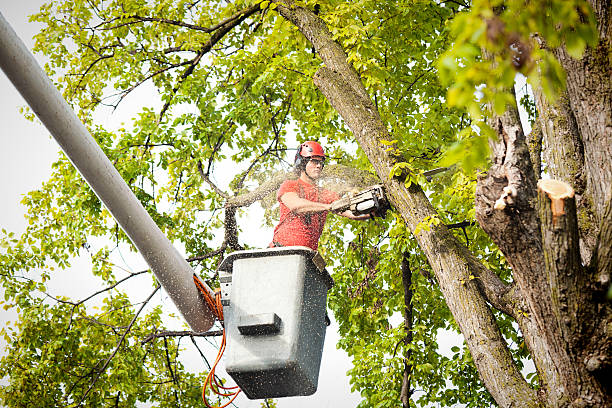 Best Tree Cabling and Bracing  in Star City, WV
